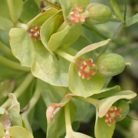 euphorbia_myrsinites2md (Euphorbia myrsinites)