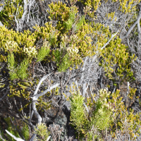Faujasia pinifolia (Faujasia)