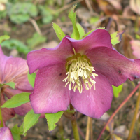 helleborus_orientalis2md