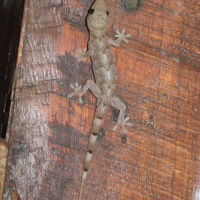 hemidactylus_mabouia2md