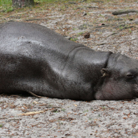 Hexaprotodon liberiensis (Hippopotame nain)