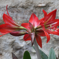 hippeastrum_puniceum2bd