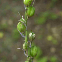 Hyacinthoides_non-scripta ssp. non-scripta