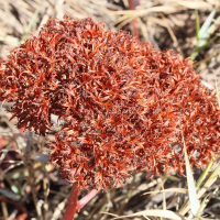 kalanchoe_synsepala2md