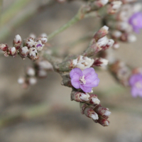 limonium_auriculiursifolium3md