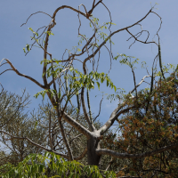 Moringa hildebrandtii (Moringa)