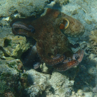 Octopus cyanea (Poulpe des récifs)