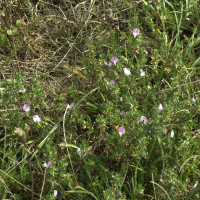 Ononis spinosa (Bugrane-arrête-bœuf, Bugrane épineuse)