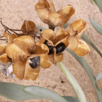 pancratium_maritimum4bd