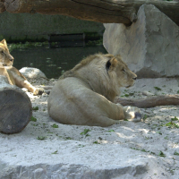Panthera leo (Lion)