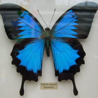 Papilio ulysses (Ulysse)