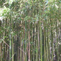 Phyllostachys_vivax