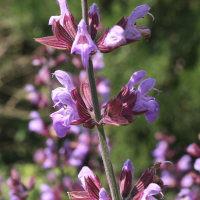 salvia_officinalis3md (Salvia officinalis)