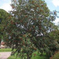 Sorbus aucuparia (Sorbier des oiseleurs, Sorbier des oiseaux)