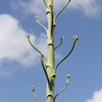 agave_caribaeicola3md (Agave caribaeicola)