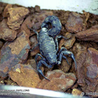 Androctonus mauritanicus (Scorpion à grosse queue du Maroc)