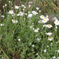 anthemis_nobilis1bmd (Anthemis nobilis)