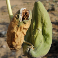 calotropis_procera5md (Calotropis procera)