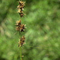 carex_echinata1md (Carex echinata)