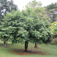 cinnamomum_verum8md (Cinnamomum verum)