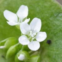 claytonia_perfoliata3md (Claytonia perfoliata)