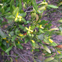 Cneorum_tricoccon (Cneorum tricoccon)