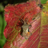 coreus_marginatus4md (Coreus marginatus)