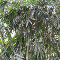 Dendrocalamus giganteus (Bambou géant)