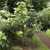 Dimocarpus longan (Longani, Longane)