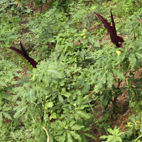 dracunculus_vulgaris3bd (Dracunculus vulgaris)