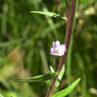 epilobium_palustre2md (Epilobium palustre)