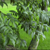 Fraxinus excelsior (Frêne commun)