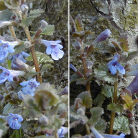 glechoma_hederacea2md