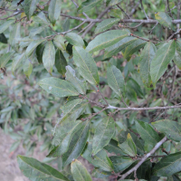 Grewia brideliifolia (Grewia)