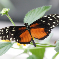 heliconius_hecale5md