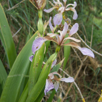 iris_foetidissima4md