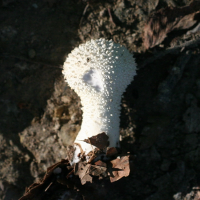 lycoperdon_perlatum2md