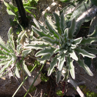 Matthiola sinuata (Giroflée des dunes)