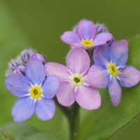 myosotis_sylvatica5amd