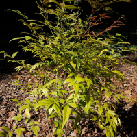 nandina_domestica1bmd