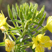 oenothera_subterminalis2md