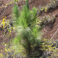Pinus kesiya (Pin de Benguet, Pin à trois aiguilles)