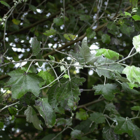 Populus alba (Peuplier blanc)