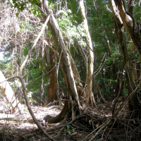 pterocarpus_officinalis2md