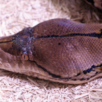 python_reticulatus2md