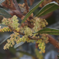 quercus_lancifolia4md