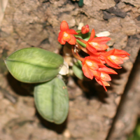 Sophronitis cernua (Sophronitis)