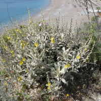 Verbascum syriacum (Molène)