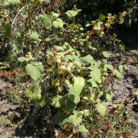 xanthium_strumarium1bmd