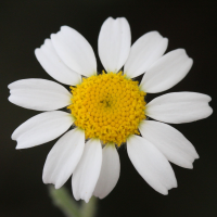 anthemis_tomentosa3md (Anthemis tomentosa)